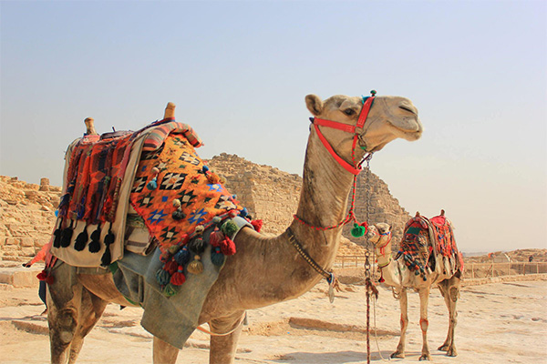 Vacation-Travel-Service-Cairo-Trip-17-2.jpg