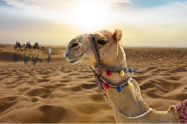 Vacation-Travel-Service-Camel-Riding-in-Desert05-2.jpg