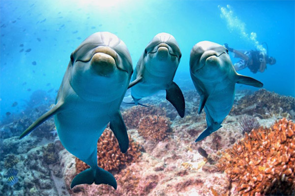 Vacation-Travel-Service-Dolphin-House-Reef-2.jpg