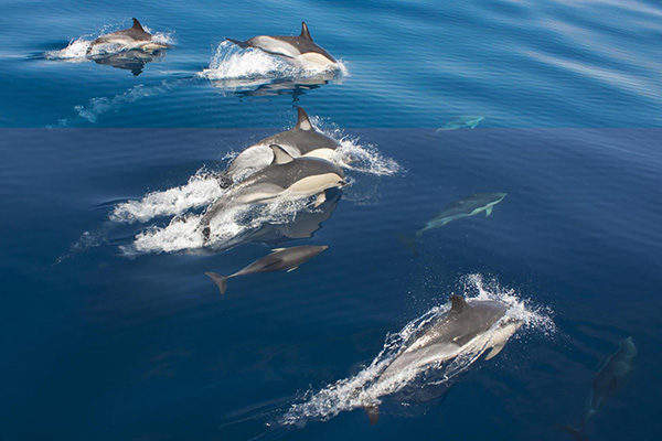 Vacation-Travel-Service-Dolphin-House-Reef09-1.jpg