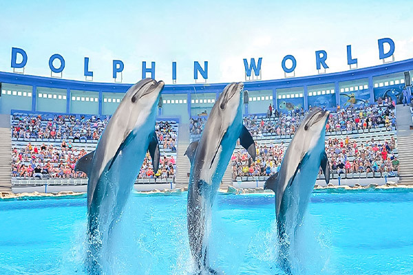 Vacation-Travel-Service-Dolphins-Show07-1.jpg