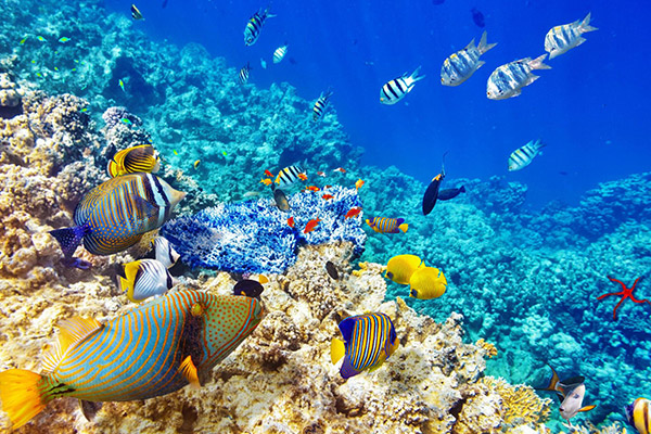 Vacation-Travel-Service-Intro-Diving-Hurghada01-2.jpg