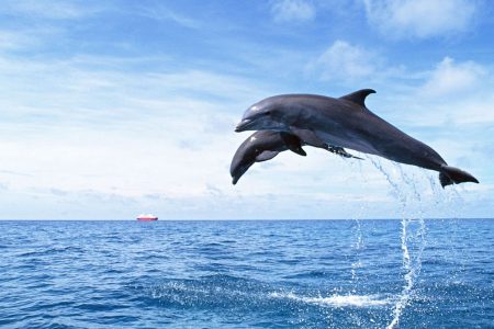 Dolphin House Trip